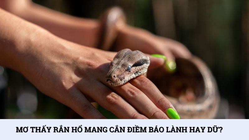 Mơ thấy rắn hổ mang cắn điềm gì? Gợi ý số mơ tại Splay
